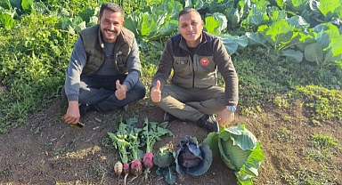 DİNAR'DA LAHANA, BROKOLİ, TURP YETİŞTİRİCİLİĞİ...