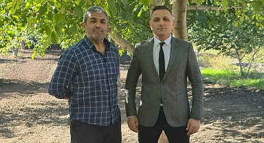 MEŞHUR DİNAR CEVİZİNDE HASAT BAŞLADI..