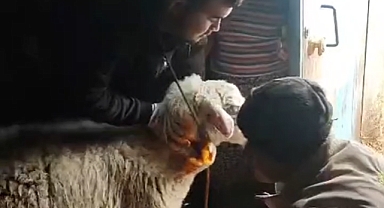 Bakanlığın Gizli Kahramanları Sahada: Aşı ve Küpe Çalışmaları Aralıksız Sürüyor