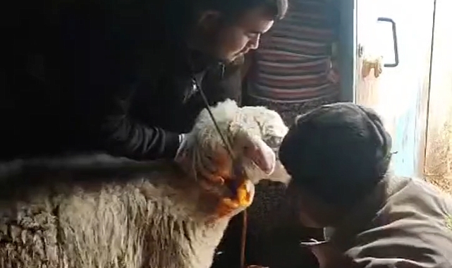 Bakanlığın Gizli Kahramanları Sahada: Aşı ve Küpe Çalışmaları Aralıksız Sürüyor